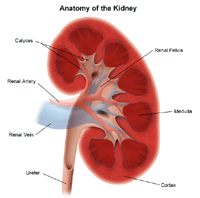 Click Image to Enlarge Illustration of the anatomy of the kidney