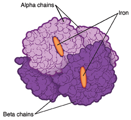 Normal hemoglobin. Structure of normal hemoglobin molecule.