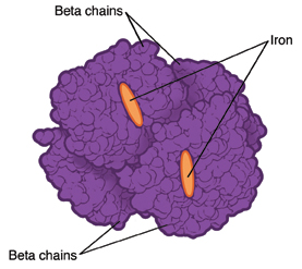 Hemoglobin affected by alpha thalassemia. Structure of hemoglobin molecule with alpha thalassemia.