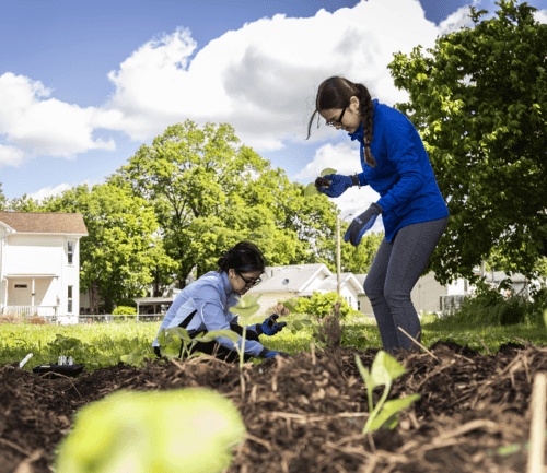 Two women gardening together in community garden with residential homes nearby